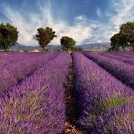 La Bergerie In An Estate With Swimming Pool In The Heart Of The Luberon * Valensole